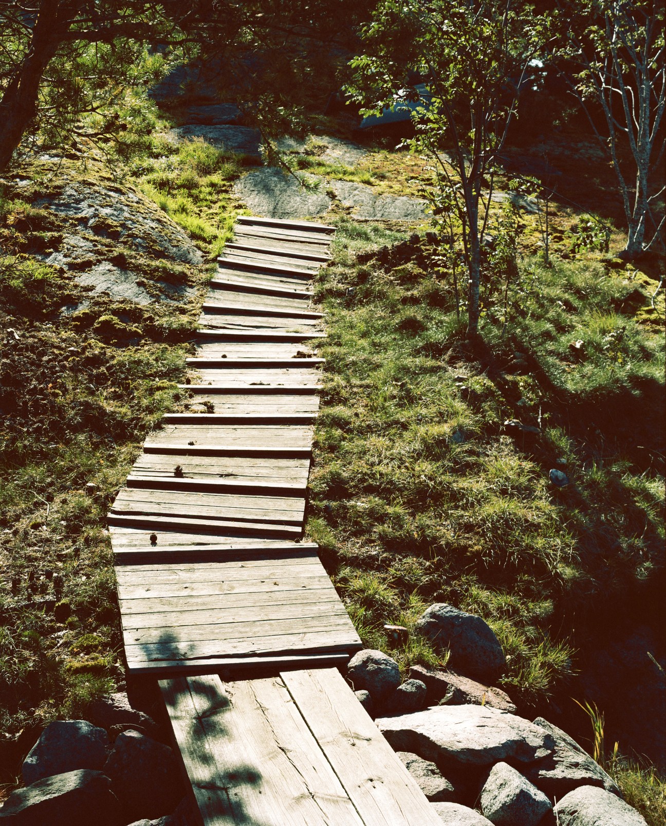 Wooden boardwalk path lined with pine and birch trees leading through forest toward water.