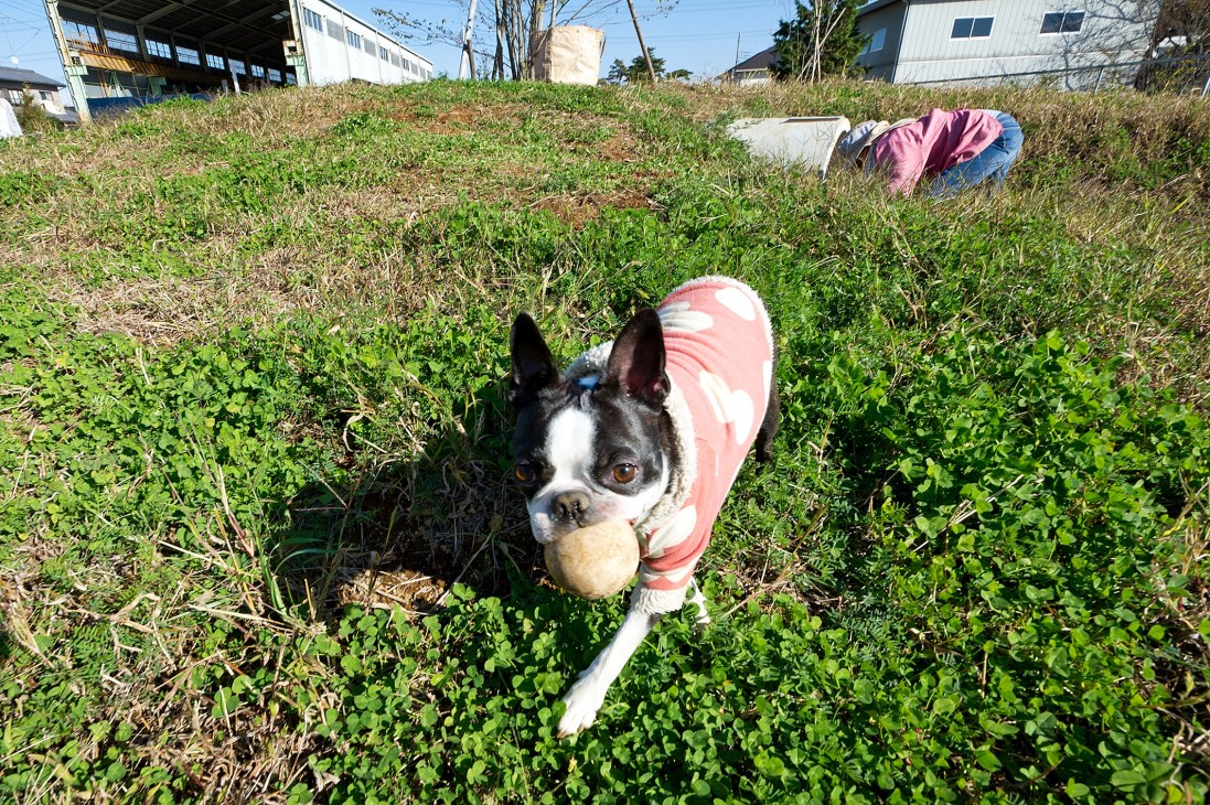 Black and white dog wearing pink jacket stands in overgrown grassy field at Newland, Kumagaya.