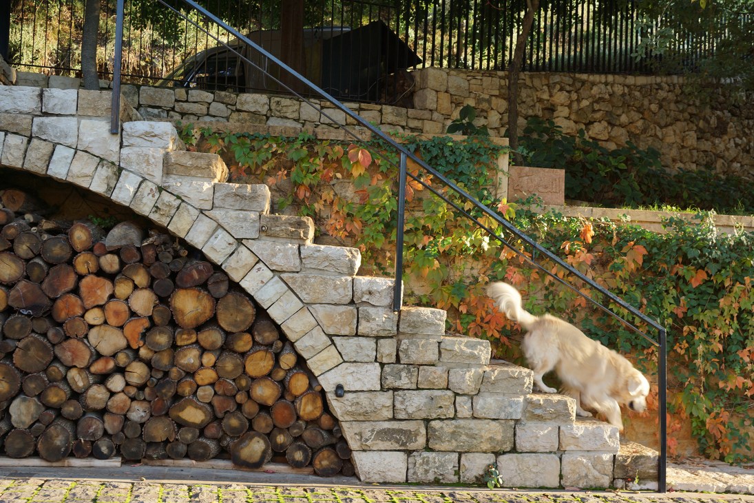 A white dog descends stone steps past stacked firewood and ivy-covered walls at a Lebanese hotel.