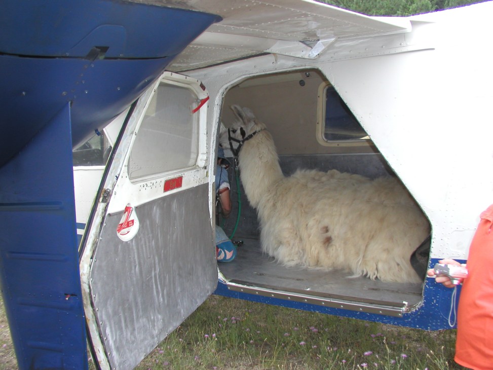 A llama stands inside the cargo hold of a Salmon Air aircraft with its door open.