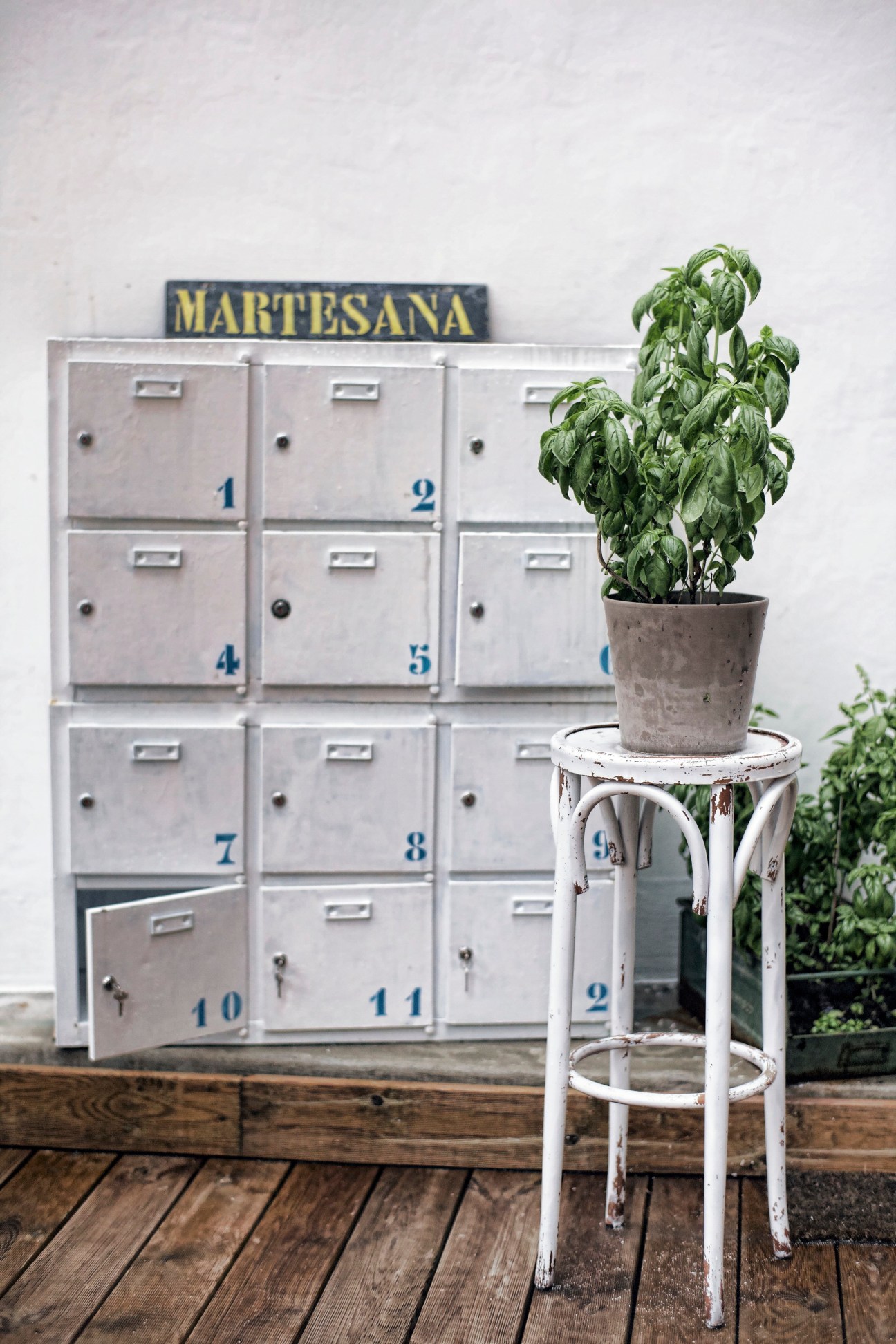 Potted basil plant on white metal plant stand with numbered mailbox unit behind.