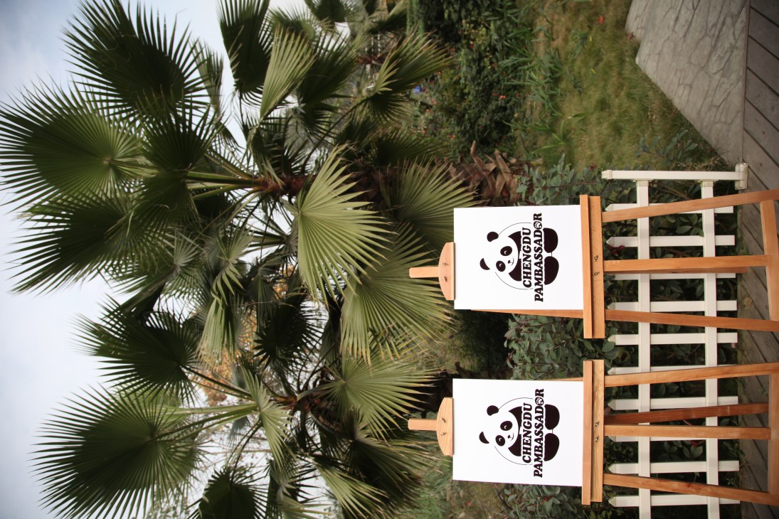 Two wooden signs with panda faces and "Chengdu Pambassador" text hanging on a lattice fence beside palm plants.