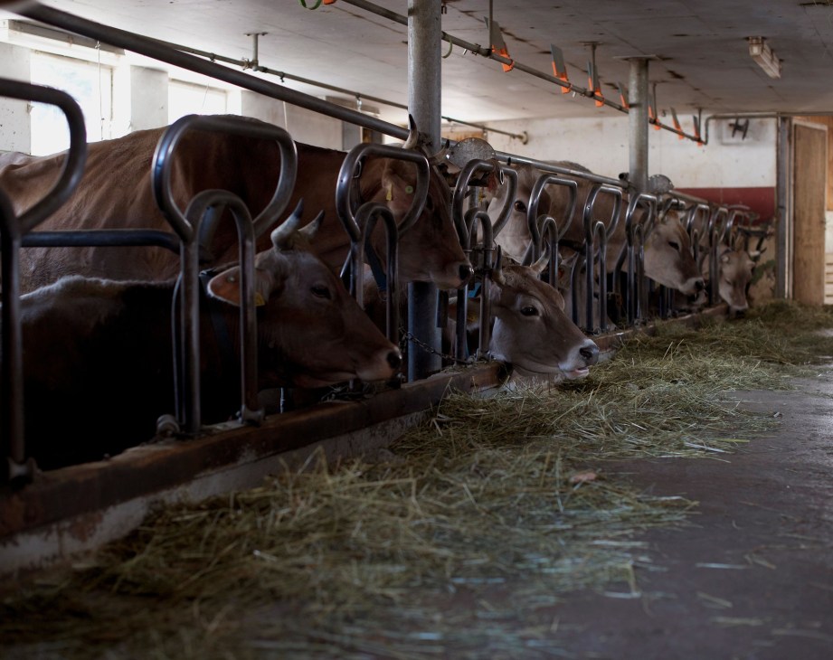 Dairy cows in stalls eating hay at Imfield's farm in Switzerland