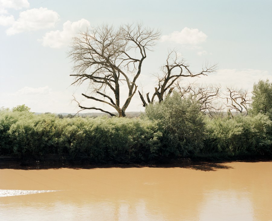 Dead tree stands beside the murky Rio Grande river bordered by green vegetation in New Mexico.