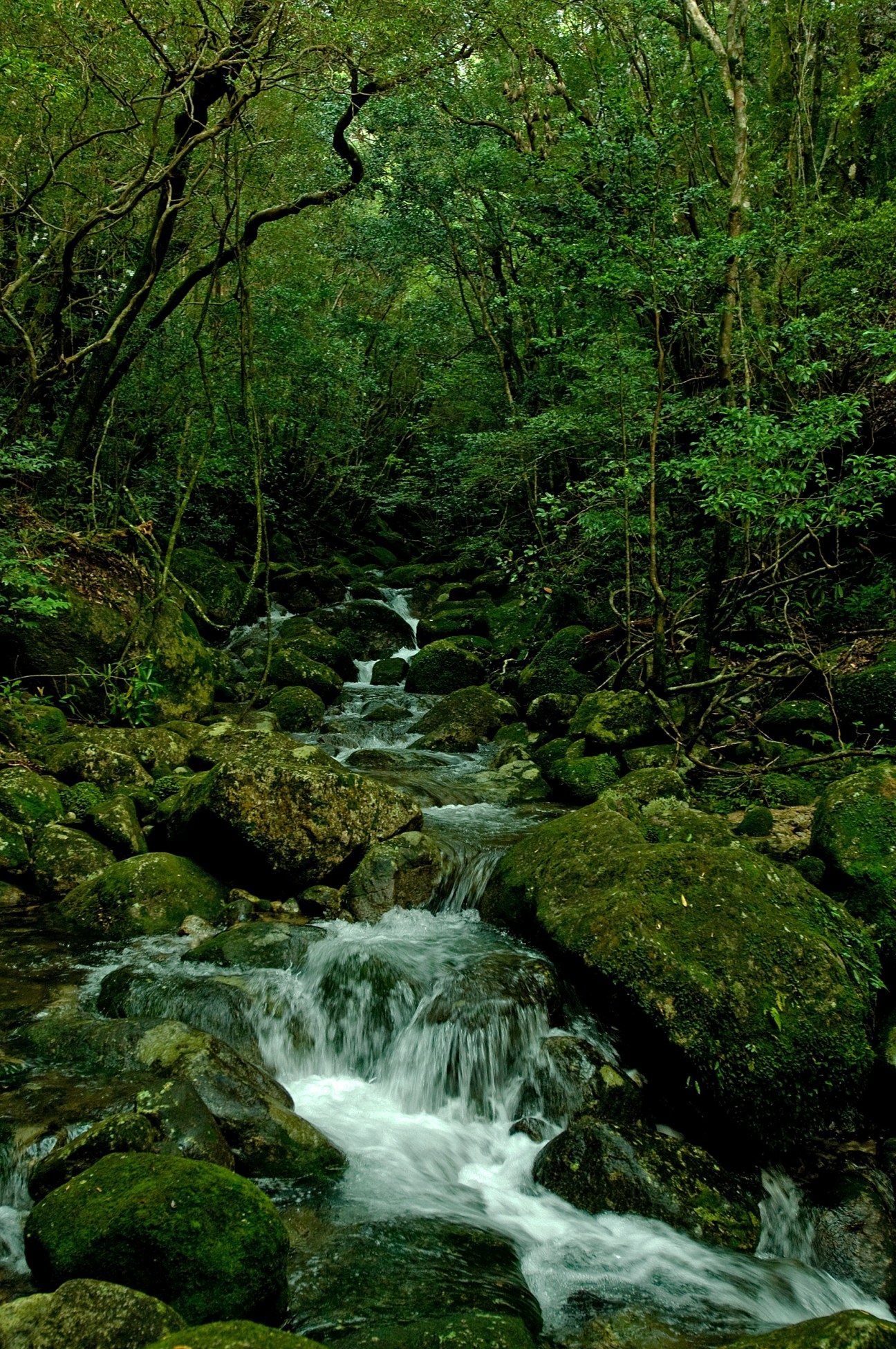 A mountain stream flows over moss-covered rocks beneath dense green forest canopy in Yakushima.