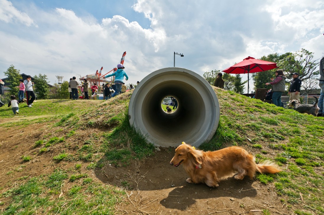 Golden retriever at outdoor dog park with large tunnel tube obstacle and visitors in background