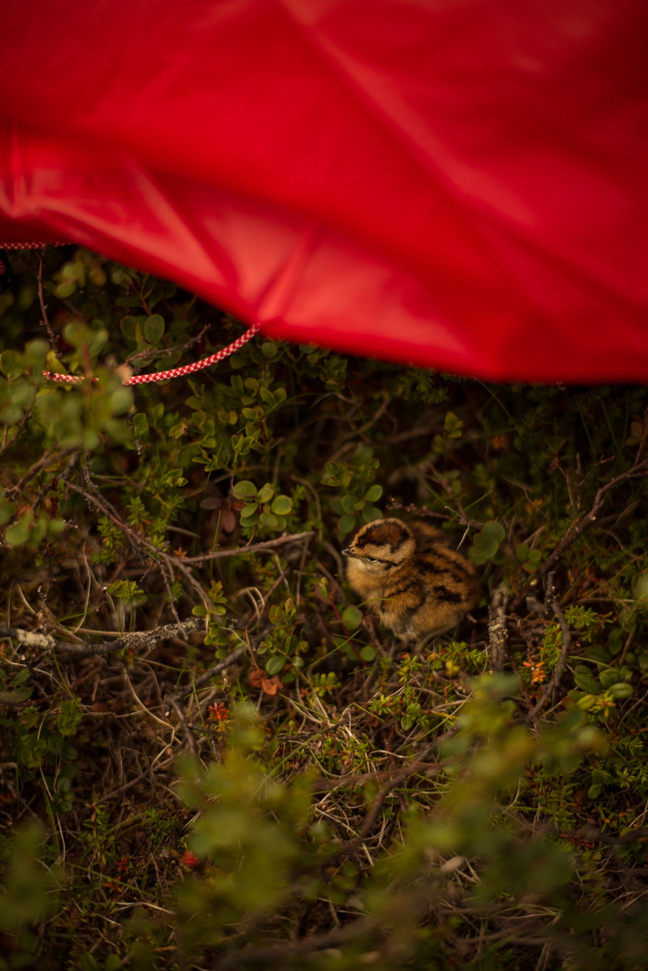 A small animal shelters beneath a red tent fabric in Swedish mountain vegetation.