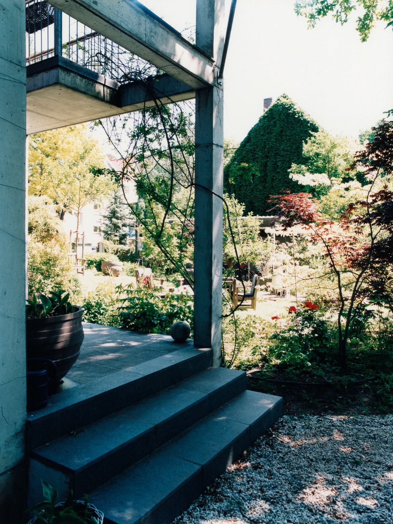 Modern concrete steps and overhang frame a lush garden courtyard with climbing vines and manicured hedges.