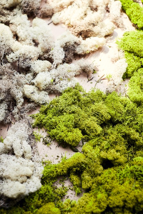Close-up of bright green moss and pale lichen on a light surface.