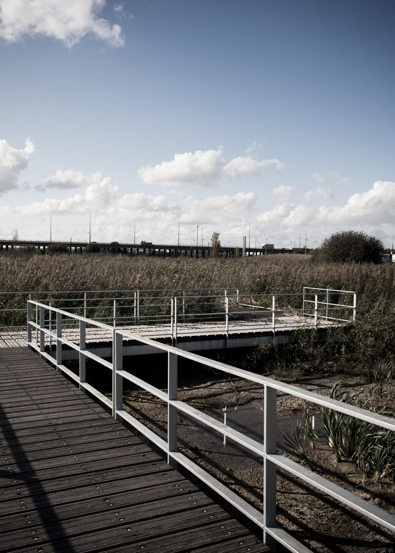 Modern white metal footbridge with railings crossing over marshland with reeds and water.