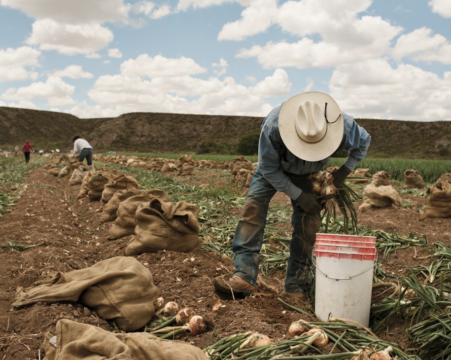 A Mexican farm worker harvests onions in a field, wearing a cowboy hat and work clothes.
