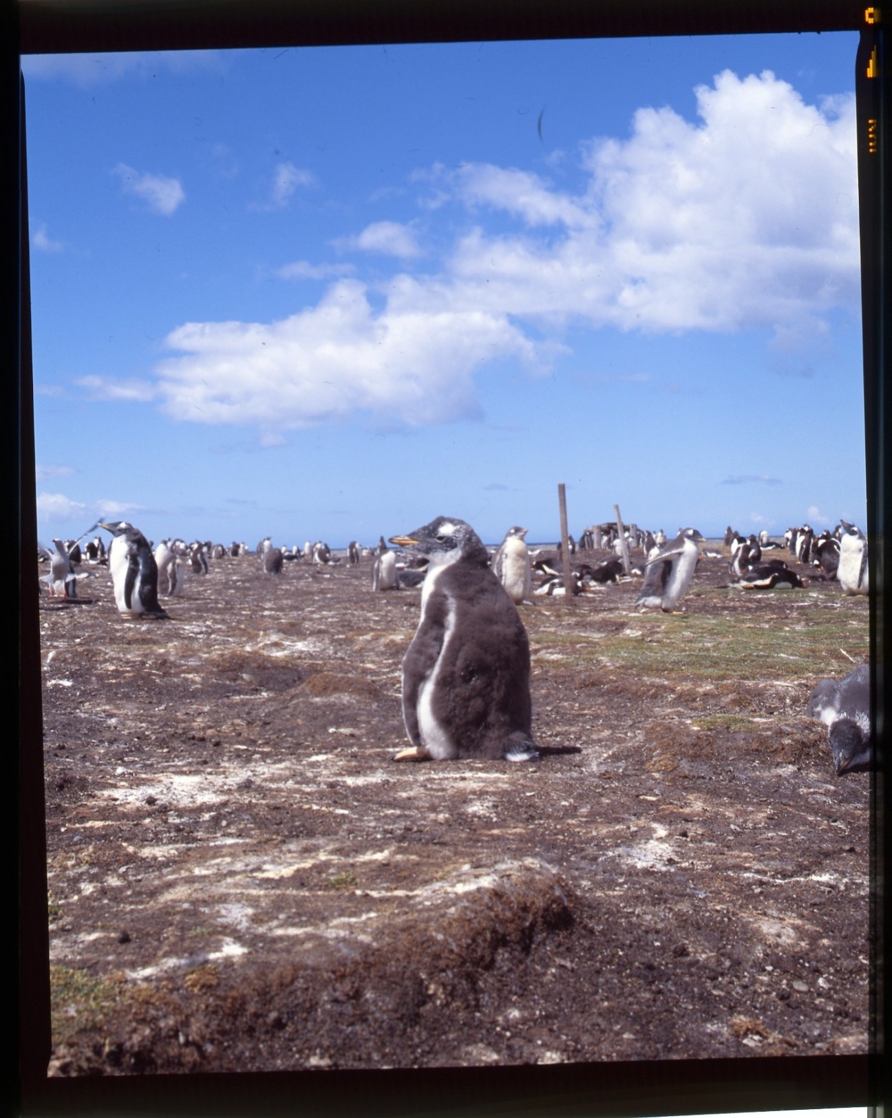 Young gentoo penguin standing in a rocky rookery among other penguins under blue sky.