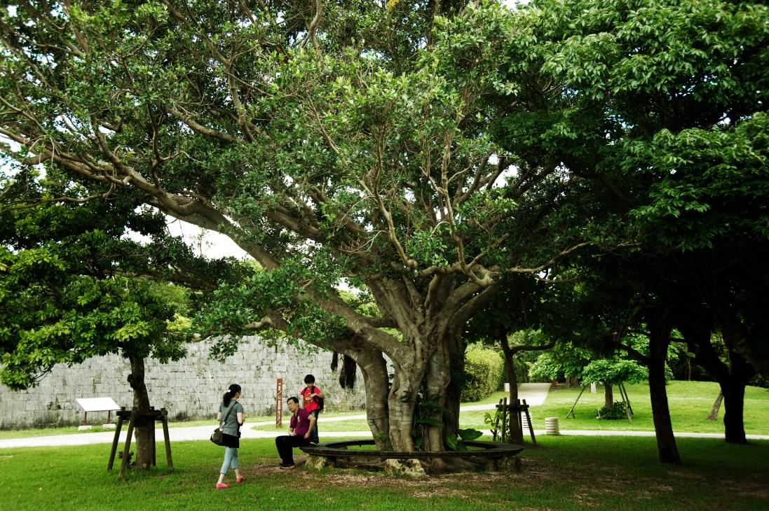 People walking near a large ancient tree in Shurijo park with green grass and stone structures.