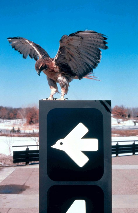 Eagle sculpture perched atop a dark wayfinding sign with white arrow symbol at Minnesota Zoo.