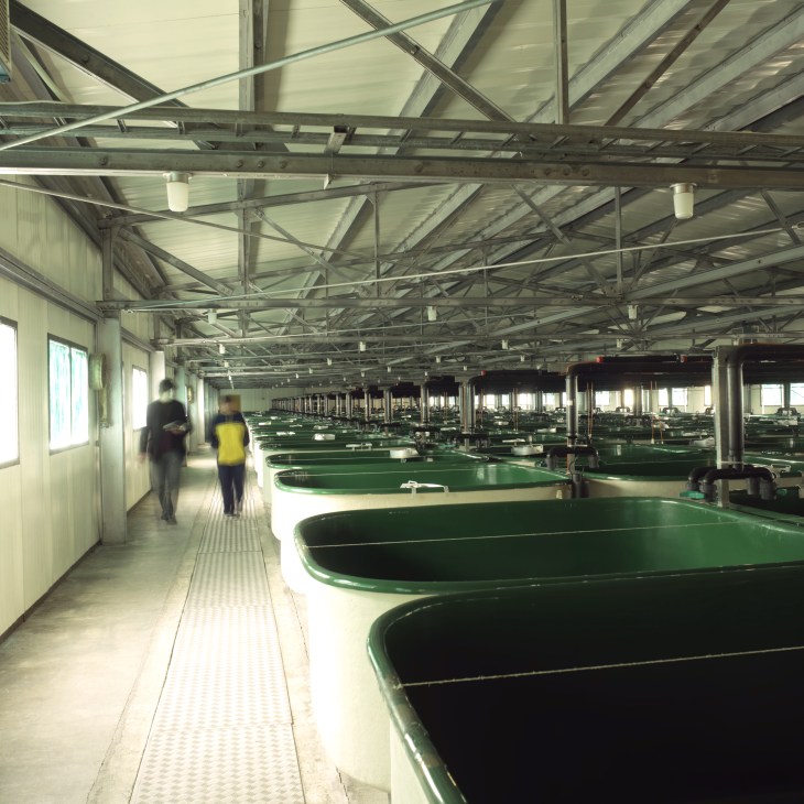 Empty green salmon tanks line a long industrial hatchery corridor with metal framework.