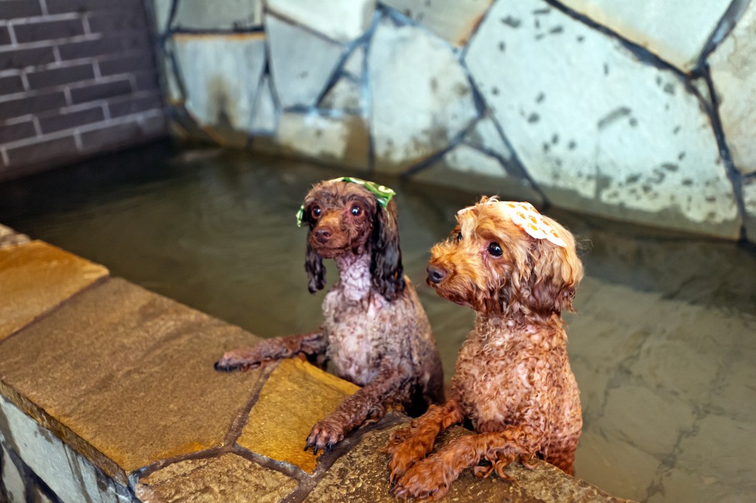 Two small dogs with groomed coats sit by a pool at an indoor dog salon.
