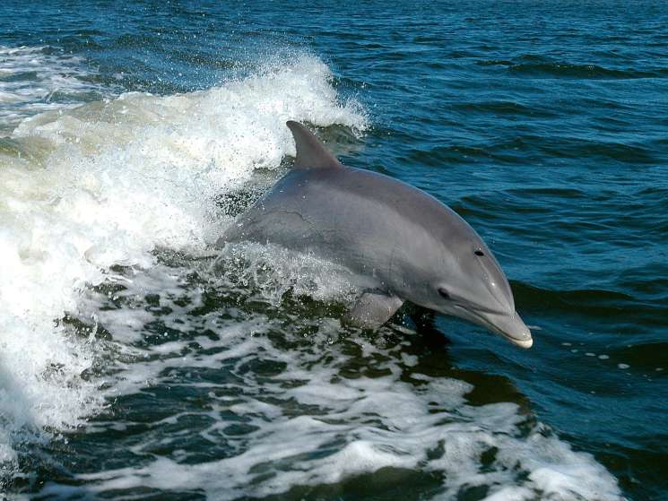 A bottlenose dolphin swimming in shallow coastal waters with breaking waves.
