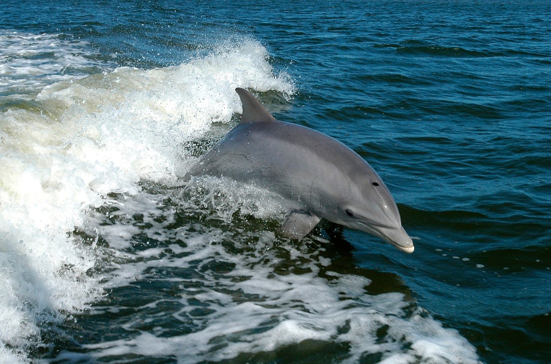 A bottlenose dolphin swimming in shallow coastal waters with breaking waves.