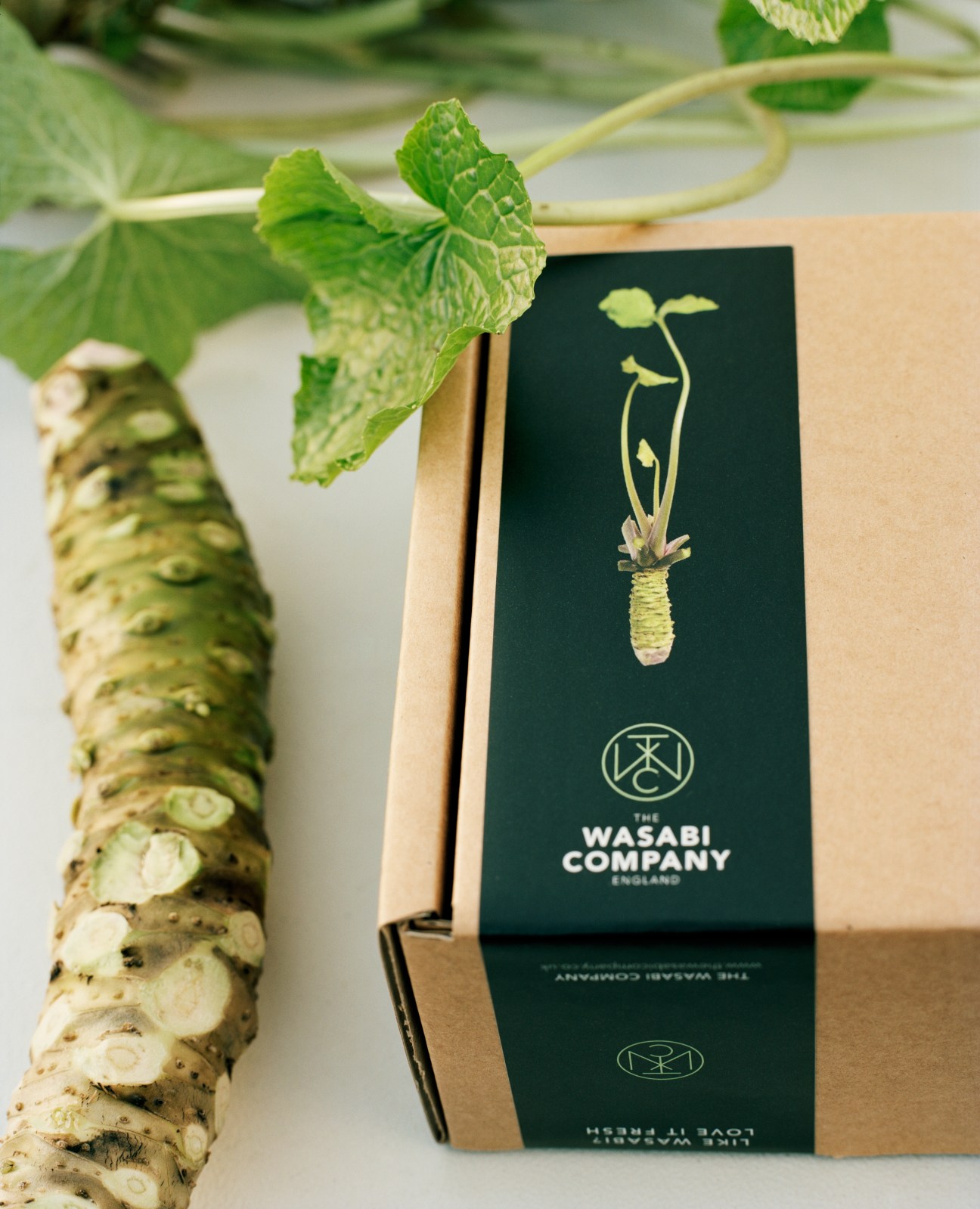 Wasabi plant with green leaves next to The Wasabi Company branded packaging box.