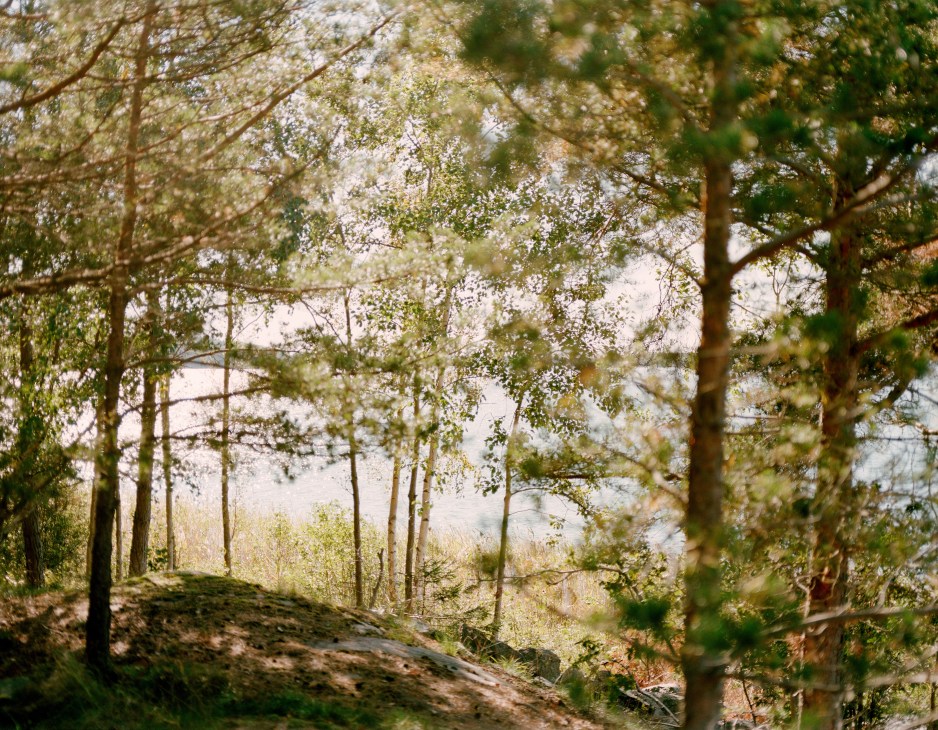 Pine and birch trees on a Swedish archipelago island with water visible through the forest.
