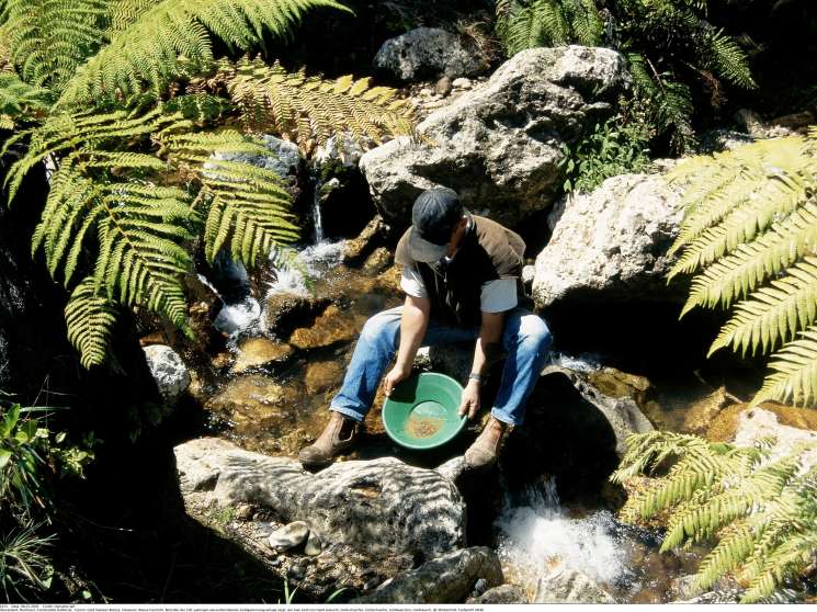 A person pans for gold in a forest stream surrounded by ferns and rocks.