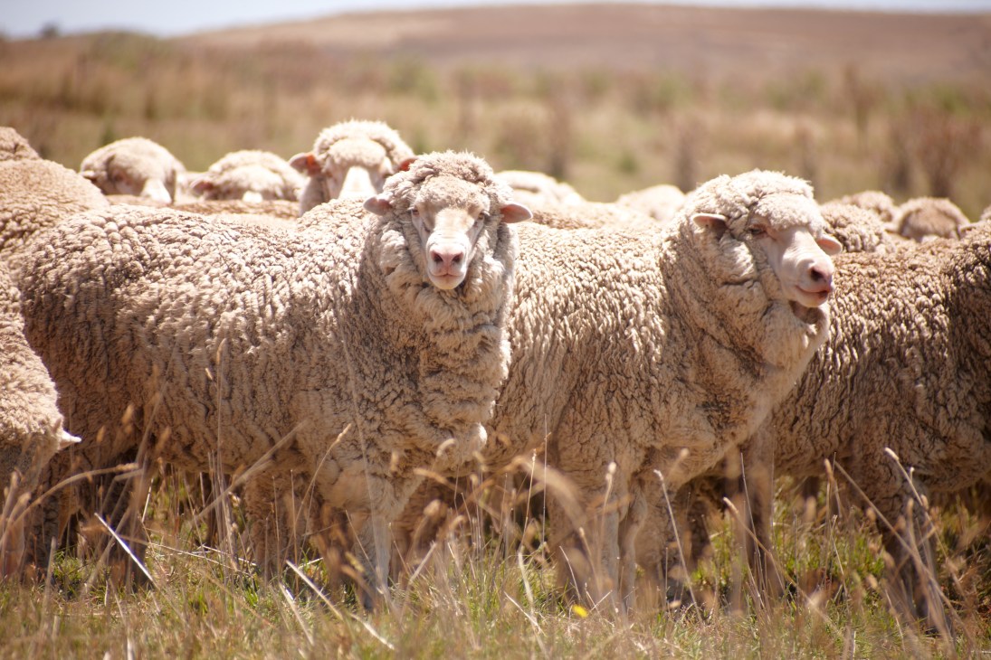A group of superfine Merino ewes with thick wool fleece grazing in a pastoral hillside landscape.