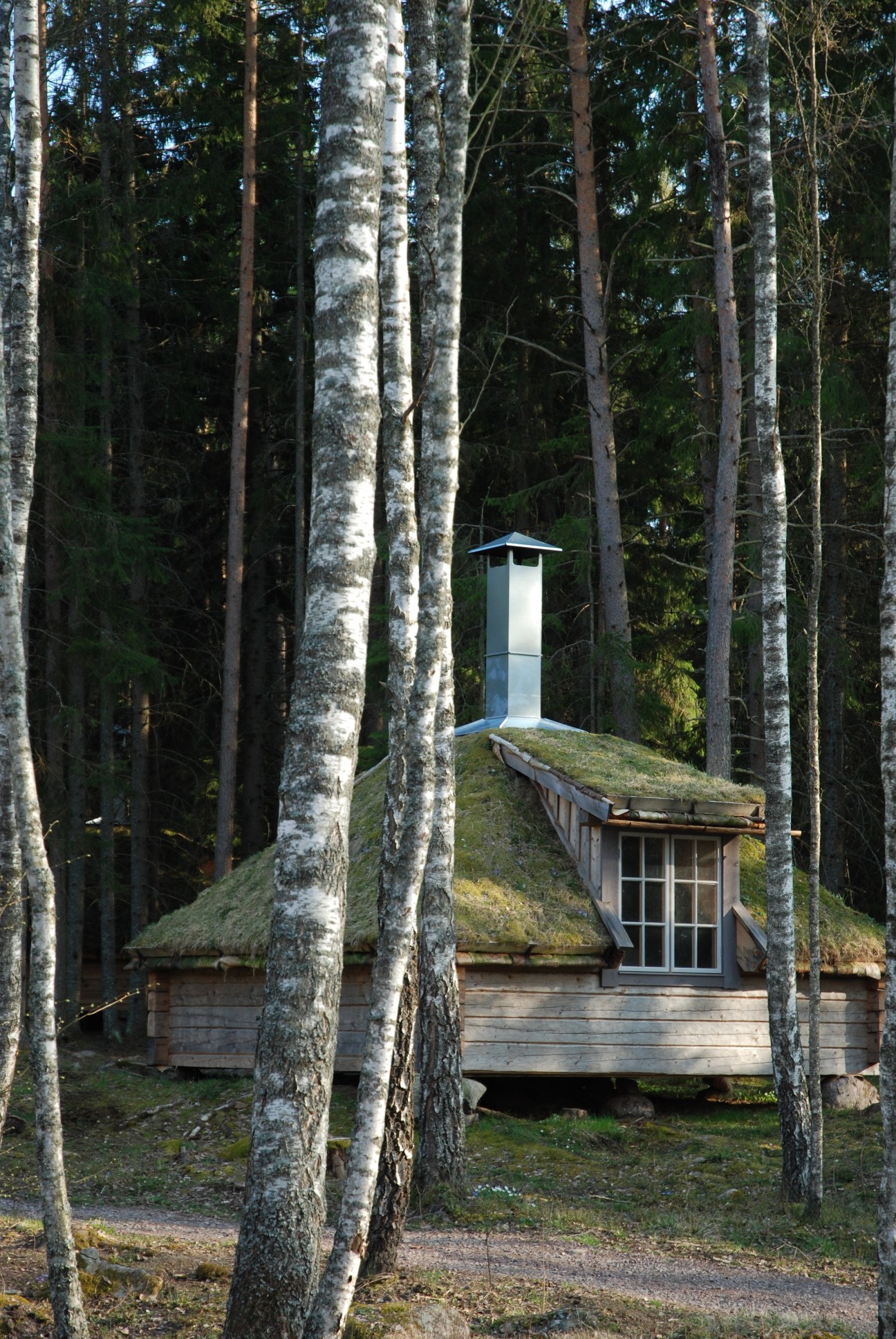 Timber cabin with moss-covered roof nestled among tall birch trees in a Swedish forest.