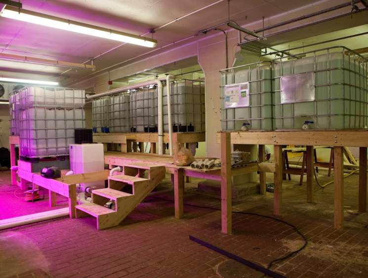 Interior of The Plant in Chicago showing aquaponics fish tanks with magenta lighting and wooden work tables.