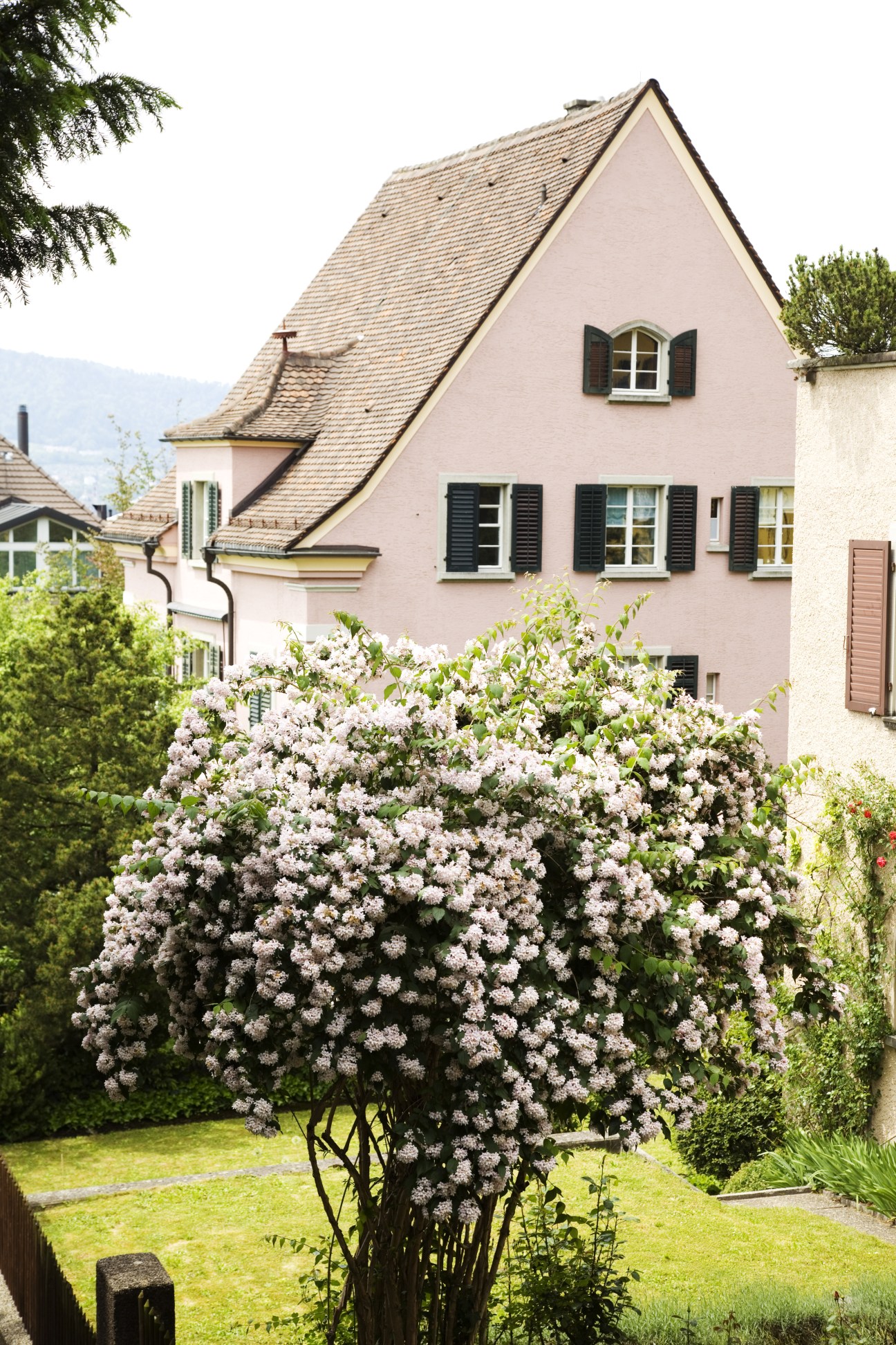 Pink residential house with blooming white lilac shrub in foreground garden