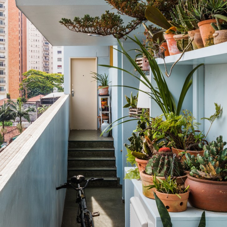 Shared apartment corridor with cactus garden in terracotta pots and a bicycle
