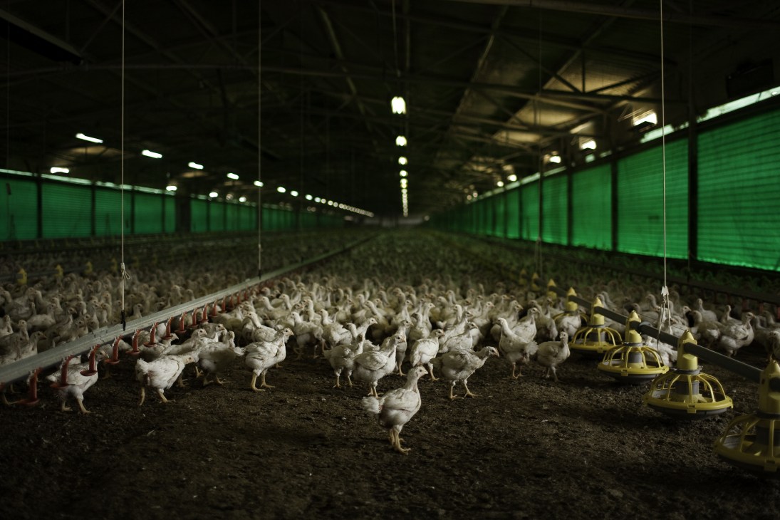 White poultry birds in an illuminated indoor farm facility with green-paneled walls at Mishmar Hasharon kibbutz.