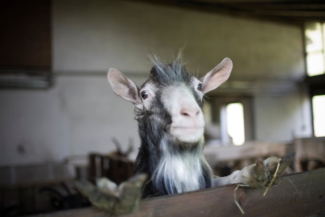 A black and white Roccaverano goat named Goliath looks directly at the camera while eating hay in a farm stall.