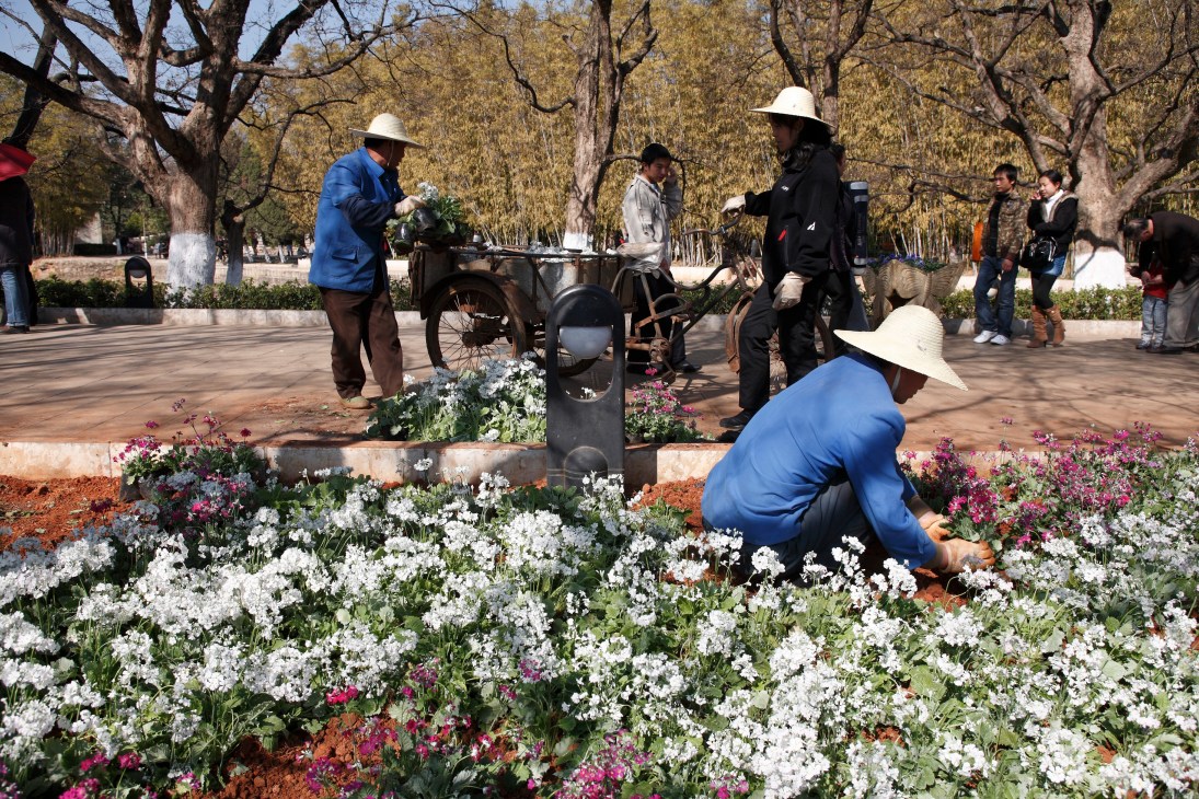 Migrant gardeners plant white and pink flowers at Green Lake in Kunming, with trees and visitors in the background.