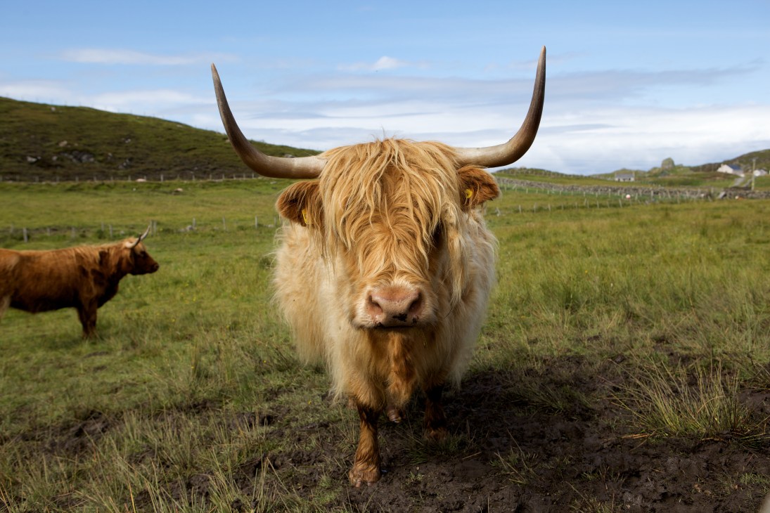 Highland cattle grazing in a rural pasture in the Scottish Outer Hebrides landscape.