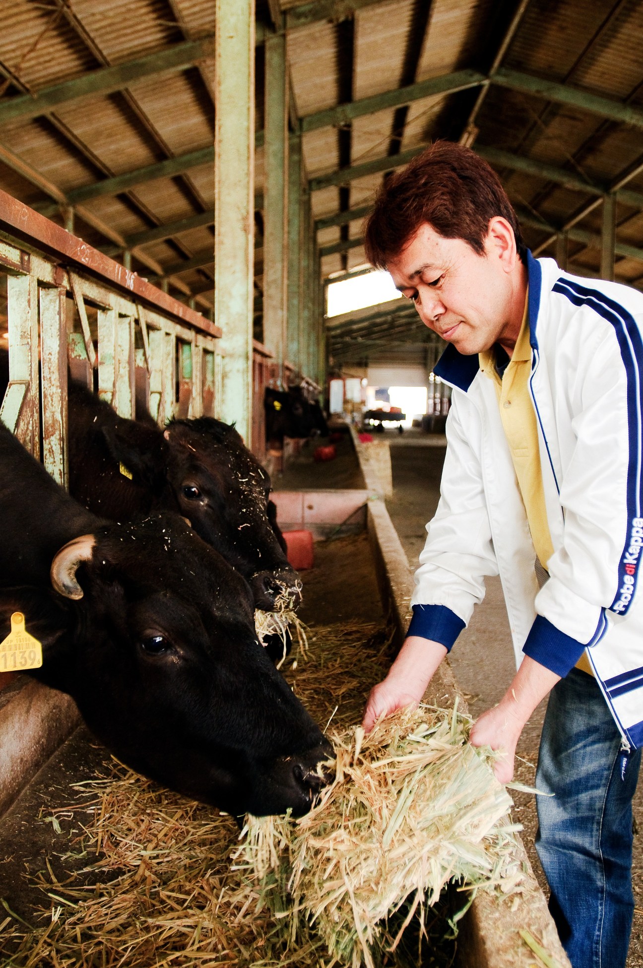 Omi beef farmer Yukio Kinoshita feeding straw to black cattle in a barn.