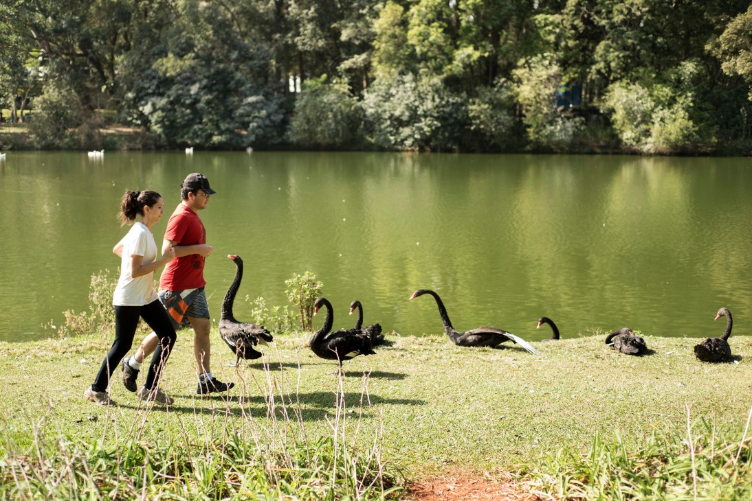Two joggers run past black swans on the grass beside a green pond at Ibirapuera Park.