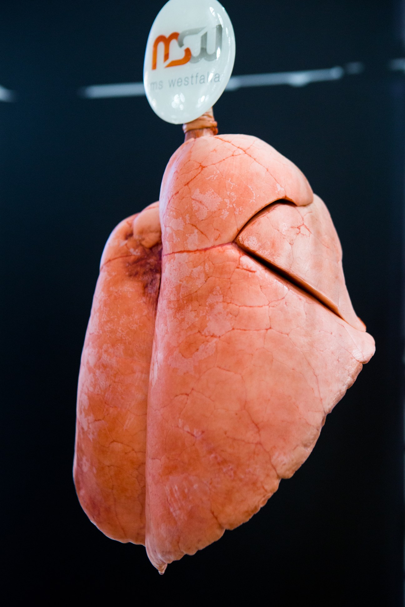 Pig's lungs specimen displayed with MS Westfalia branding label at Medica trade fair.