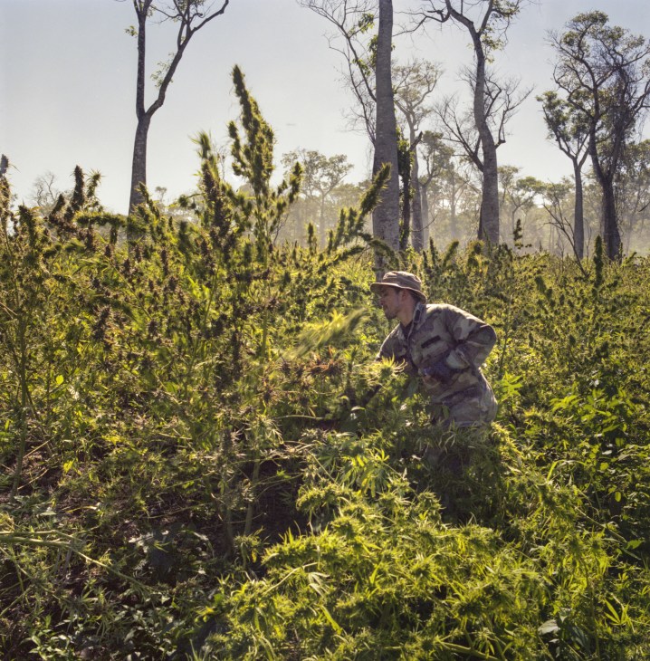 Senad special forces officer identifying clandestine marijuana plants in thick jungle vegetation.