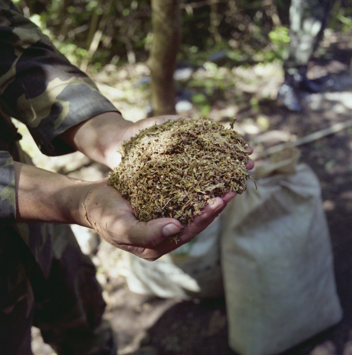 A soldier's hands holding dried cannabis material in a jungle clearing during an eradication operation.
