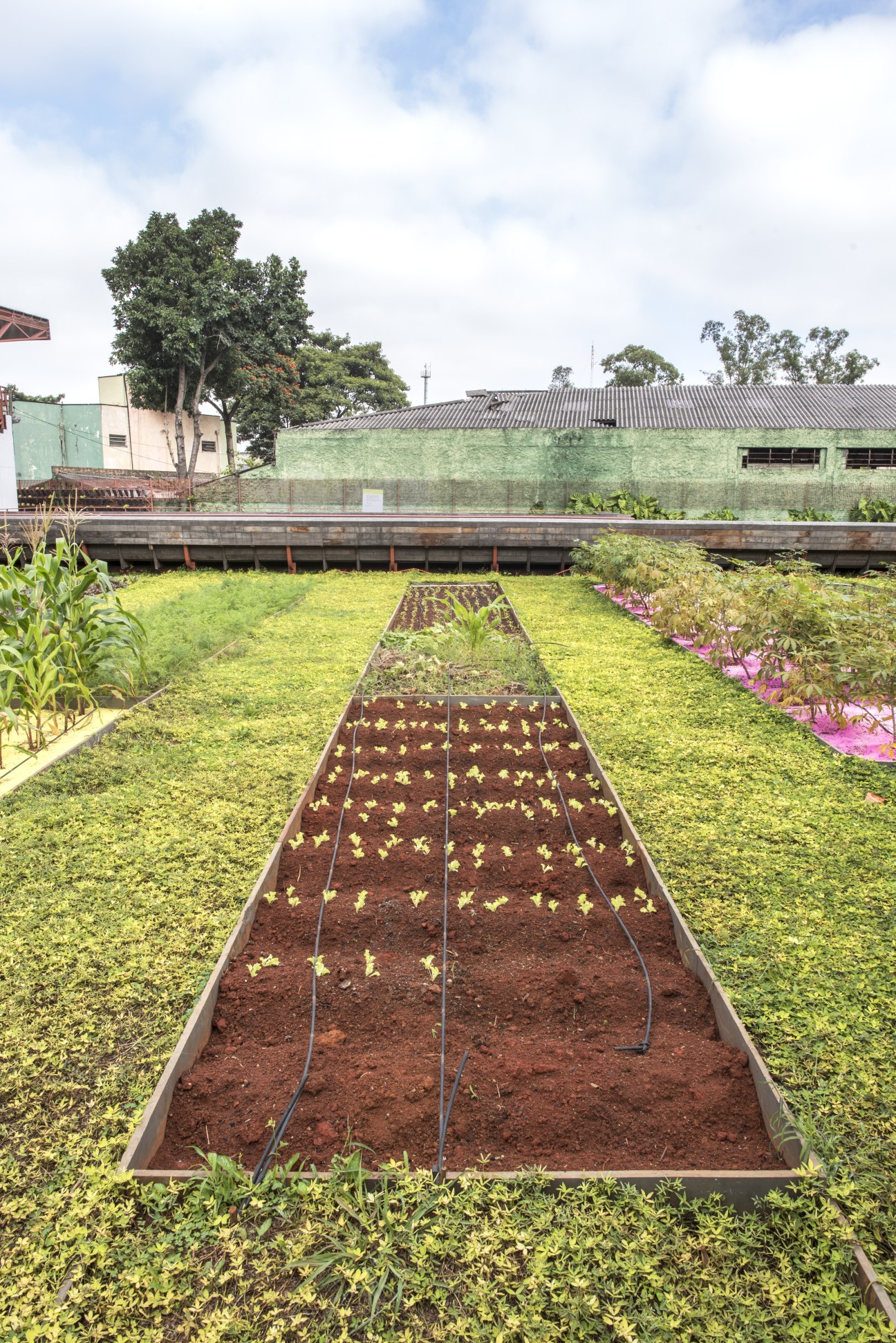 Raised planted beds with seedlings in São Paulo's Praça Victor Civita square, surrounded by green lawn and historic buildings.
