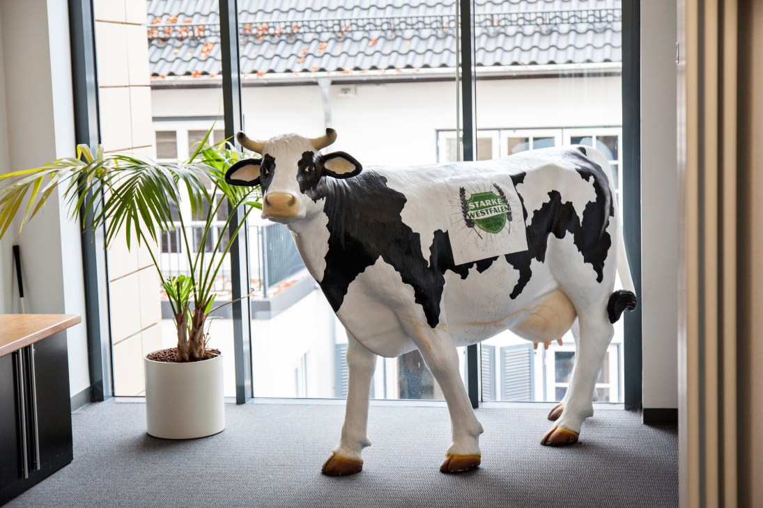 Life-size fibreglass cow with black and white patches wearing a sash with Starke Westfalen logo in modern office with large windows.