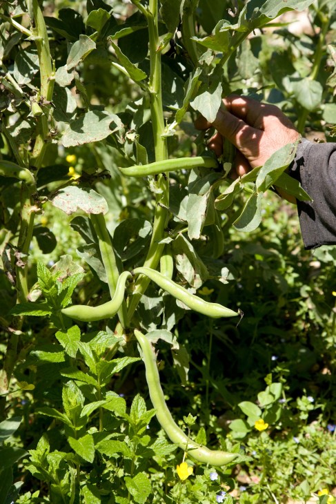 Farmer's hand harvesting green beans from an organic garden plant.