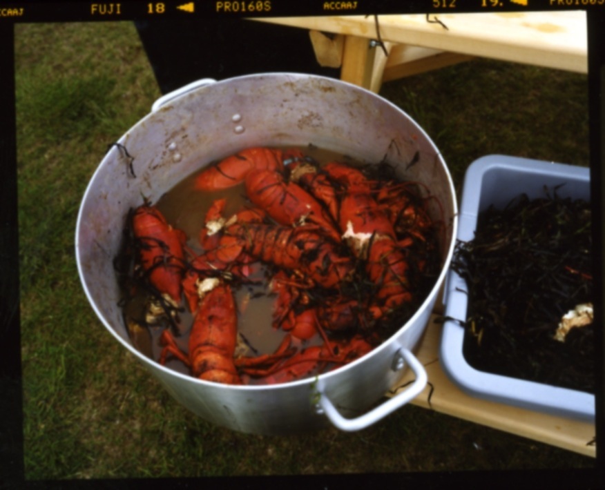 A pot of steamed red lobsters in a white metal pot of water.