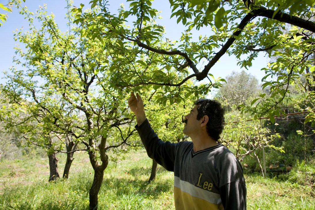 Massoud Youssef Massoud reaches up to inspect fruit trees in his orchard in the Lebanese mountains.