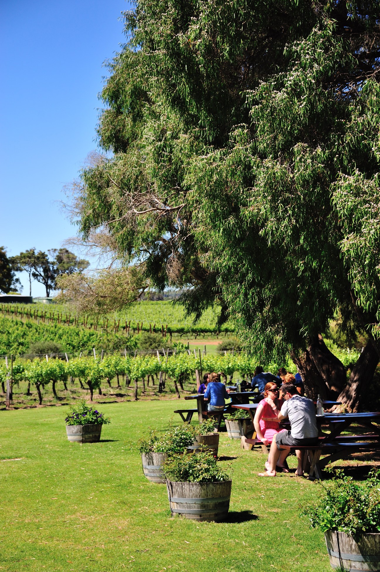 Diners seated at picnic tables beneath a large leafy tree with vineyard rows visible in the background.