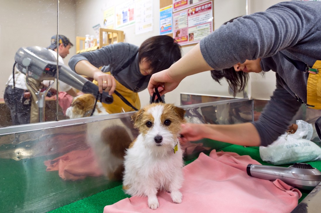 Groomer drying a small brown and white dog after swimming at a Japanese dog salon.