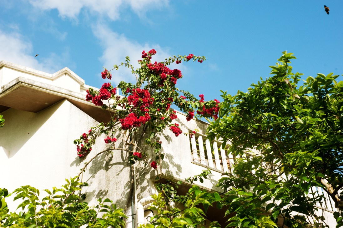 White modernist house with vibrant red bougainvillea flowers and green vegetation on Yachimun dori backstreet in Naha.