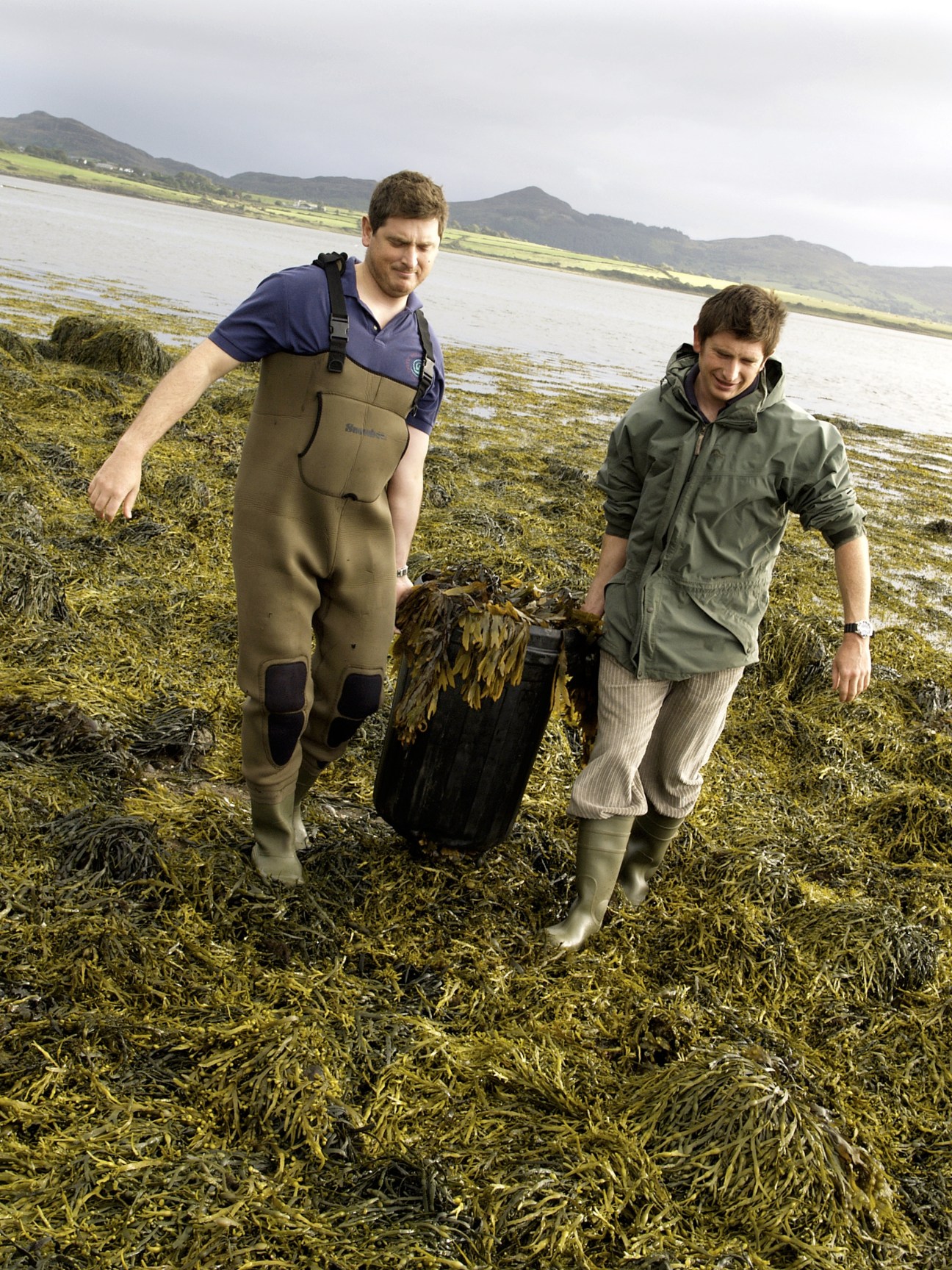 Two men harvest seaweed on a rocky beach in Strandhill, Ireland, with mountains visible across the water.