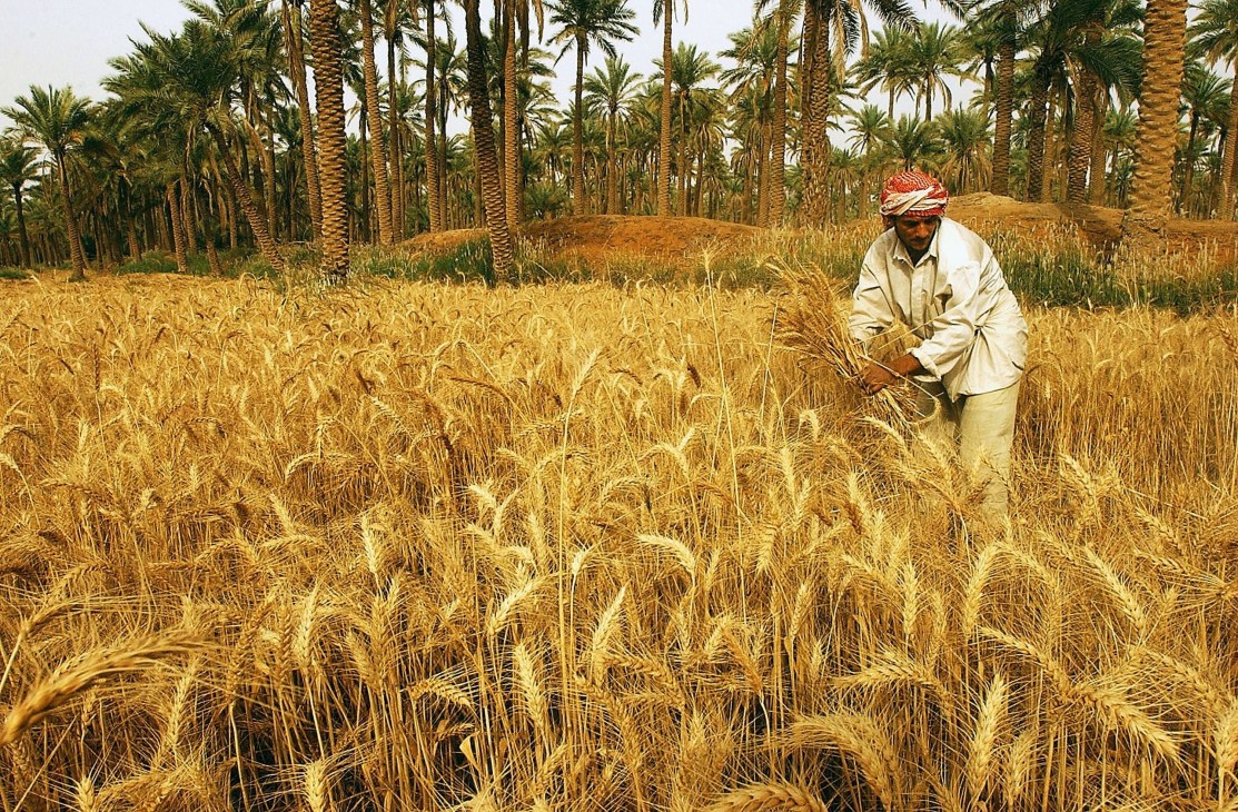 Farmer harvesting wheat in a dried-out field with palm trees in background, illustrating Iraq's agricultural crisis.