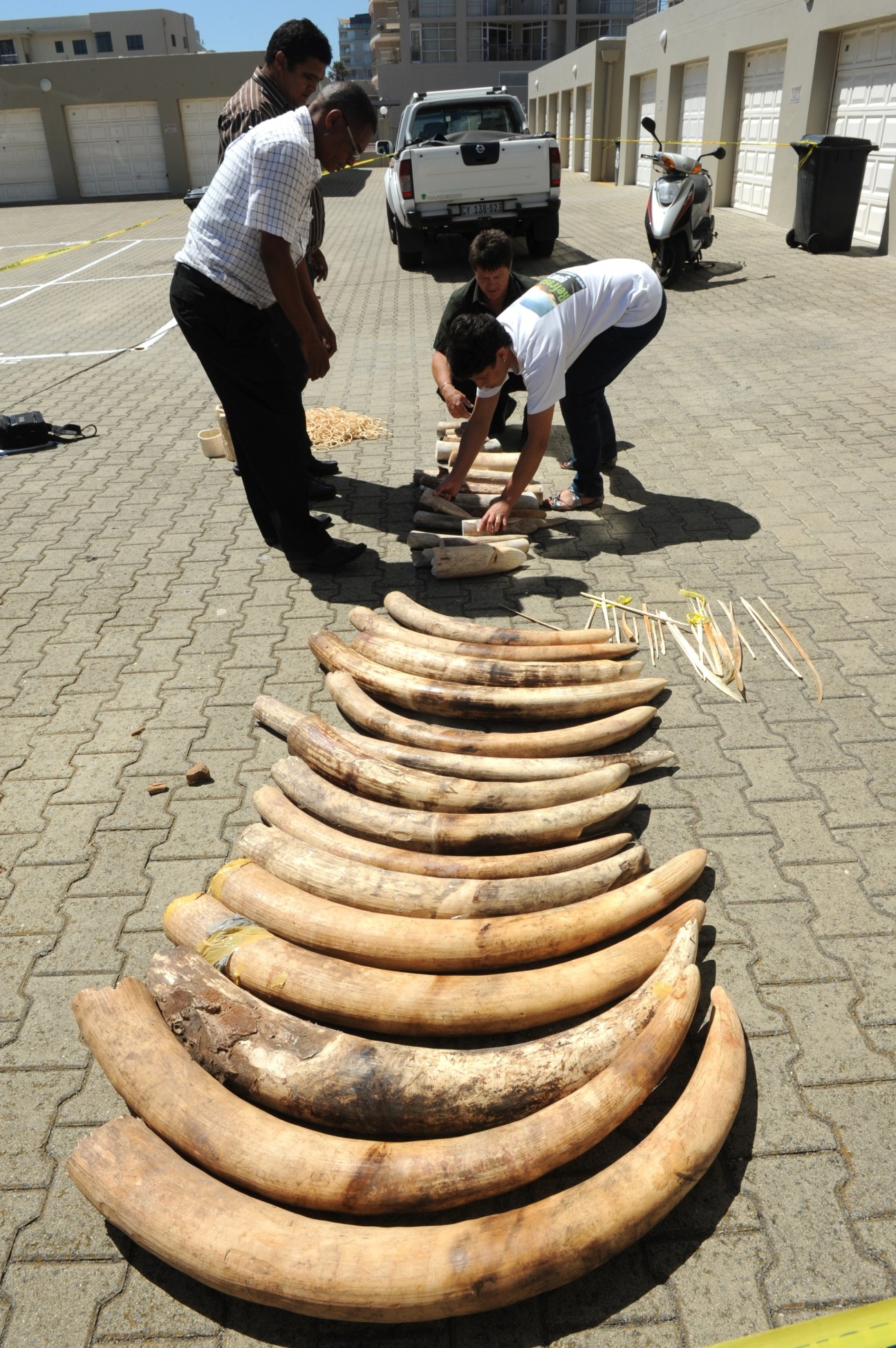 Officials measure confiscated elephant ivory tusks laid out on a paved surface during an enforcement operation.